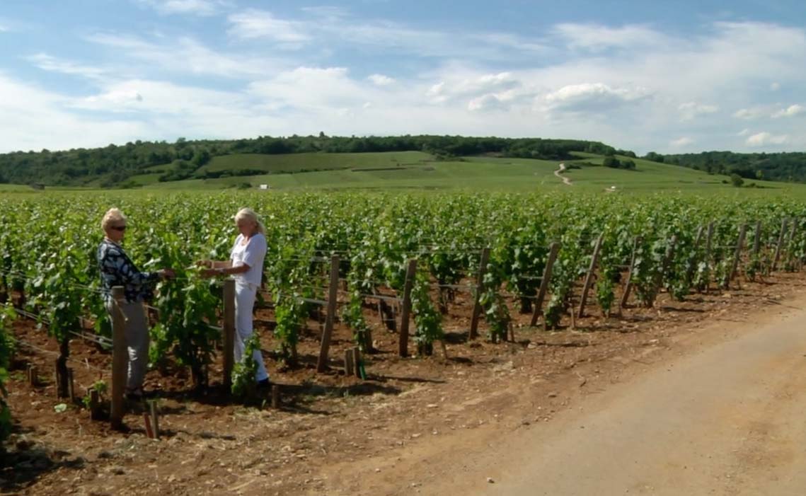 Domaine Leroy vignes