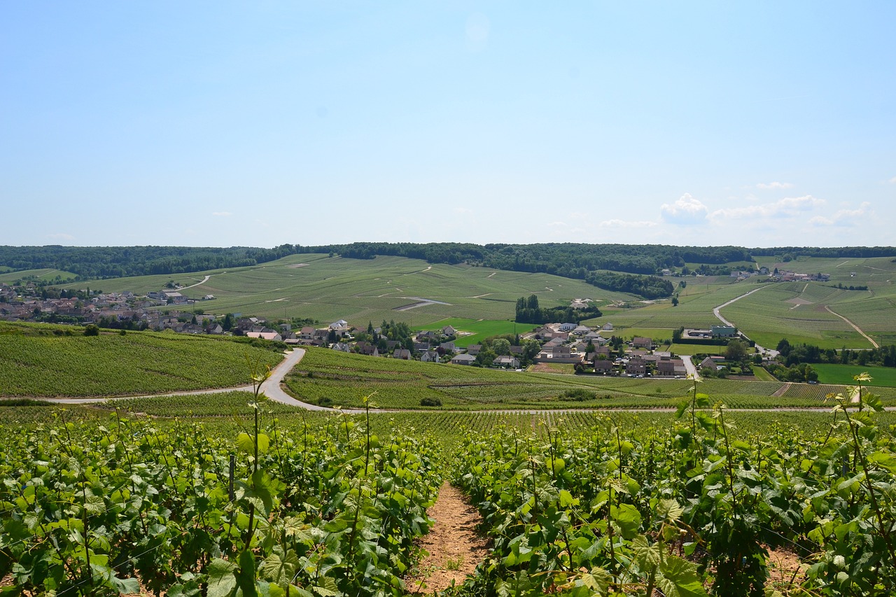 cépage champagne le guide