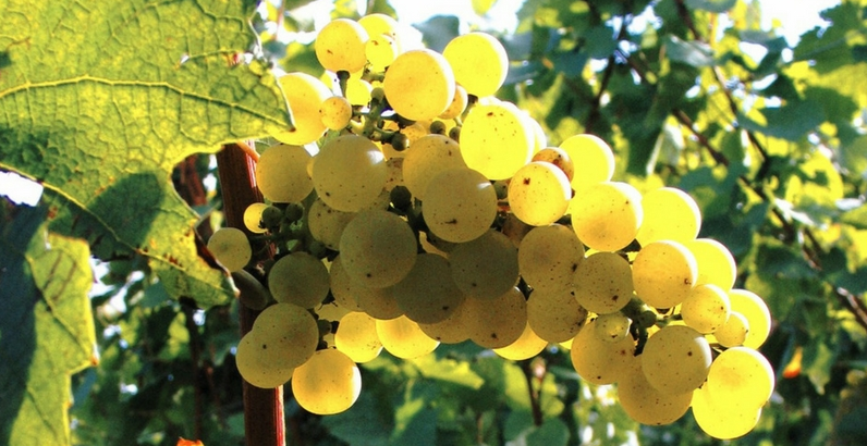 cepages de bourgogne