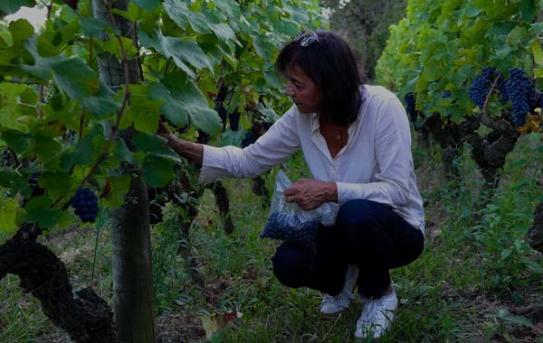 Domaine Georges Vernay