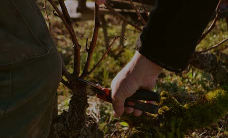 Domaine Huet