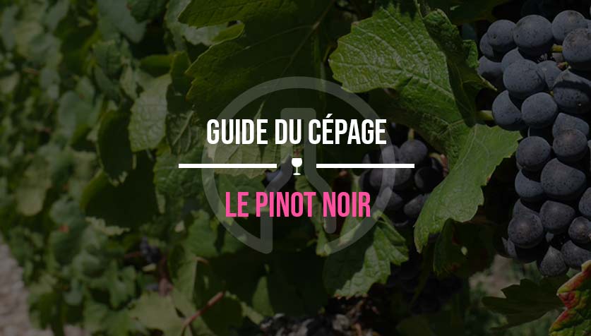 guide cepage pinot noir
