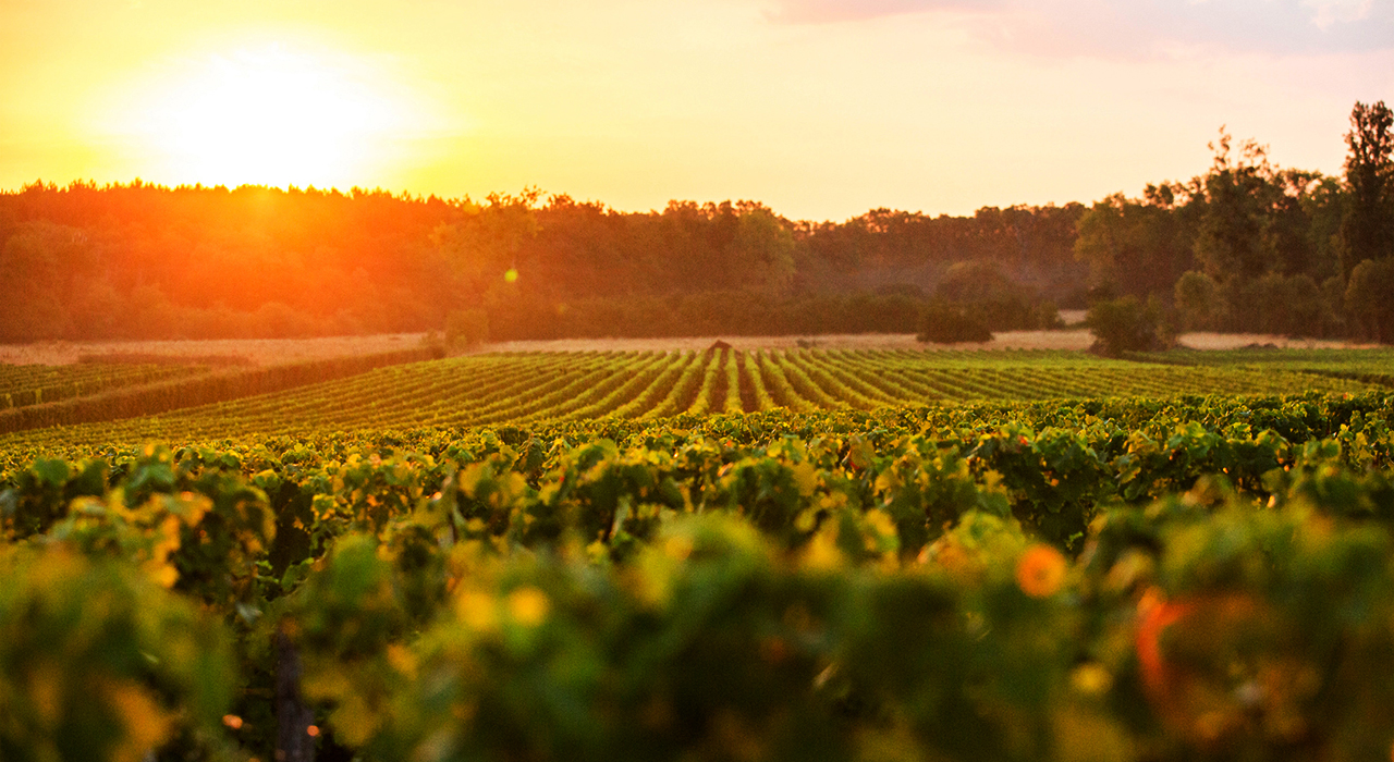le-guide-du-pauillac-accord-met-et-vin
